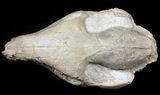 Nice, Oreodont (Merycoidodon) Skull - South Dakota #50811-4